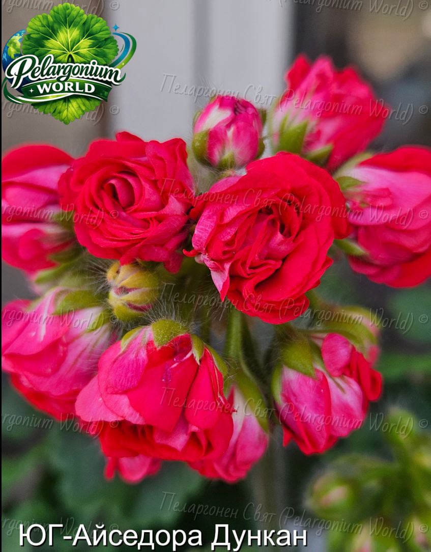 Pelargonium World Gallery