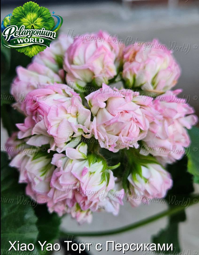 Pelargonium World Gallery