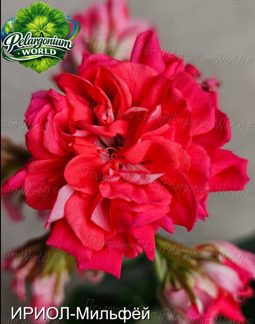 Pelargonium World Gallery