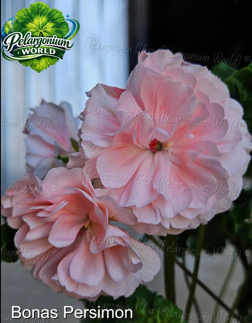 Pelargonium World Gallery