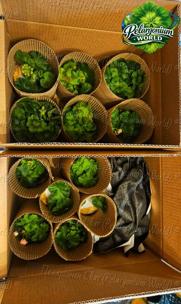 Pelargonium World Gallery