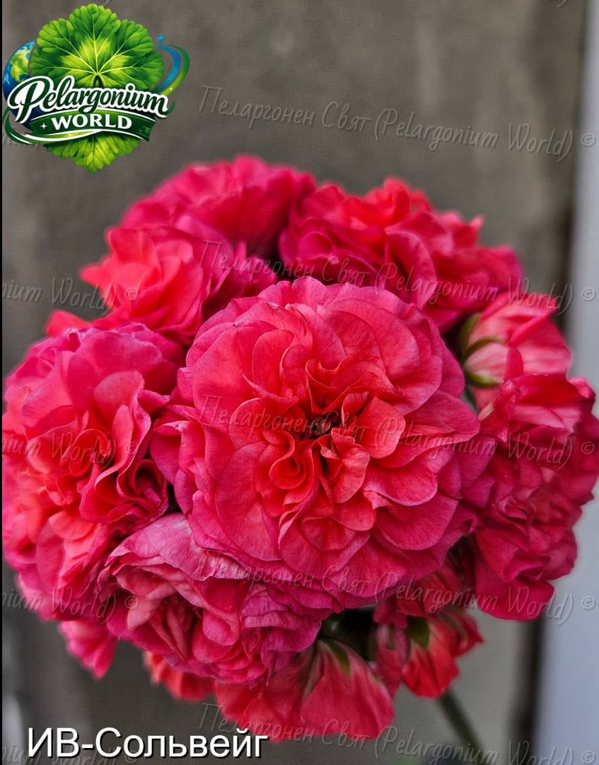 Pelargonium World Gallery
